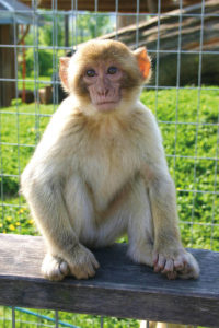 tierpark_preding_affe