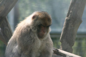 Mehr über den Artikel erfahren Ein Tag im Tierpark Preding