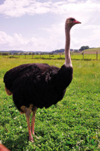 tierpark_preding_strauss